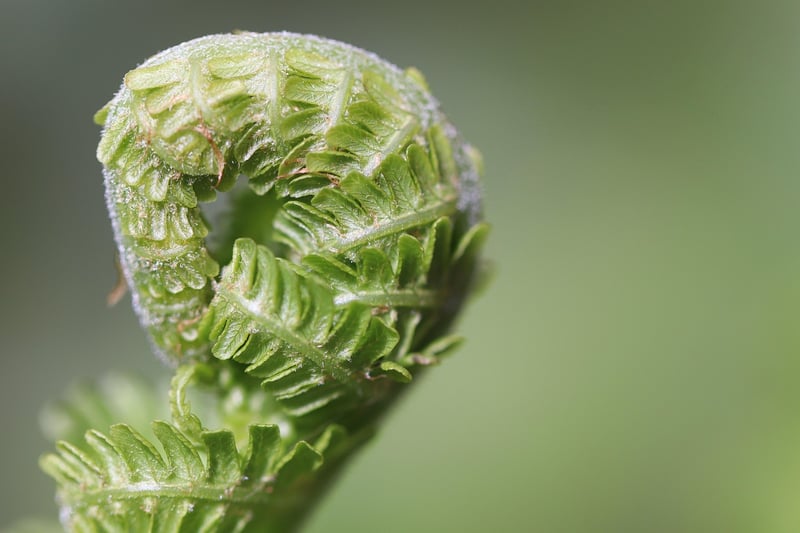 Indoor Plant Tips